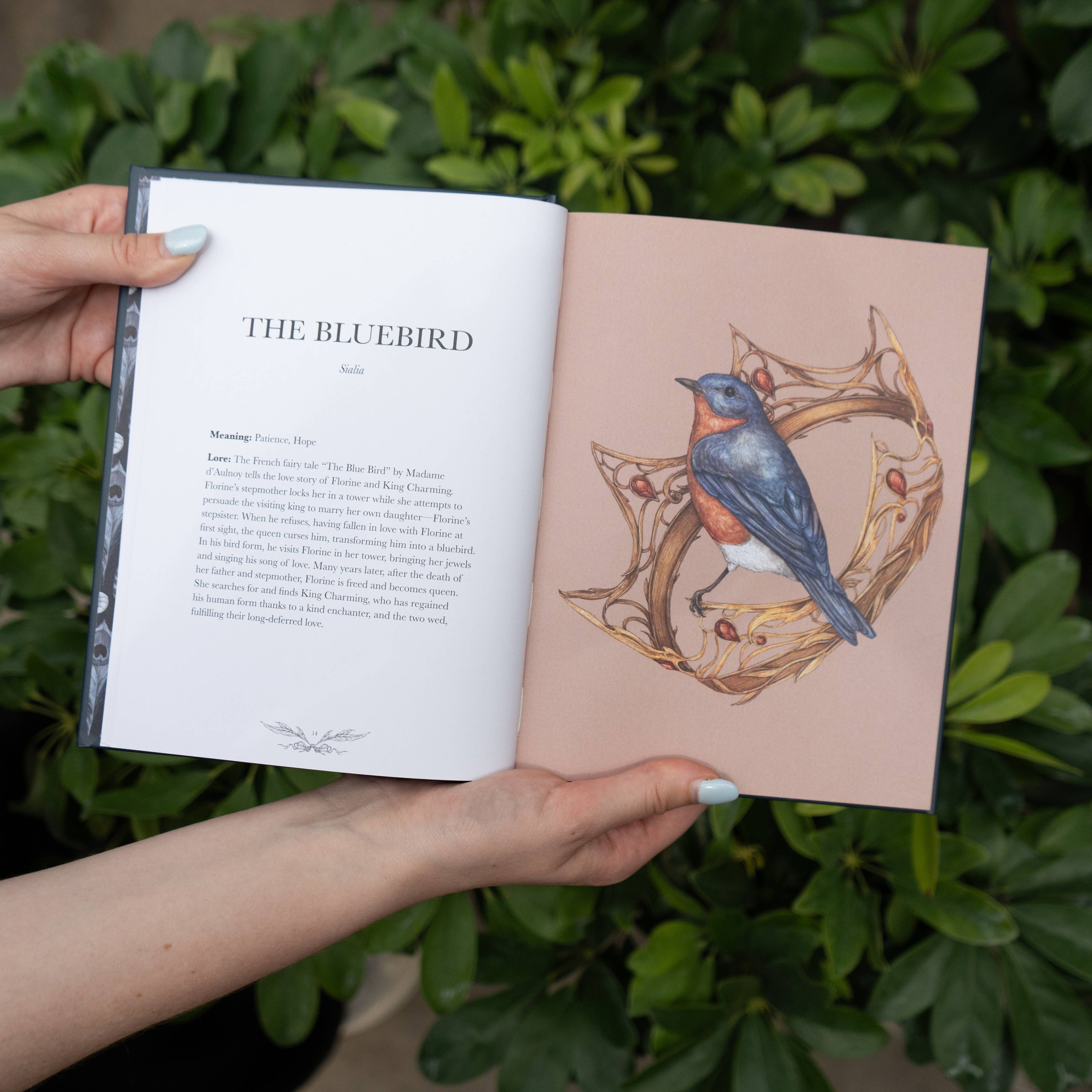 A person holds open "Ornithography by Jessica Roux" (Simon & Schuster, Hardcover, 224 pages), displaying a page titled "The Bluebird" with bird folklore on the left and an illustration of a bluebird amid lush green foliage on the right.