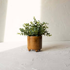 A small green succulent in the Foreside Home & Garden Glossy Brown Ceramic Planter Pot sits on a textured white surface, sunlight casting shadows on the wall behind it.