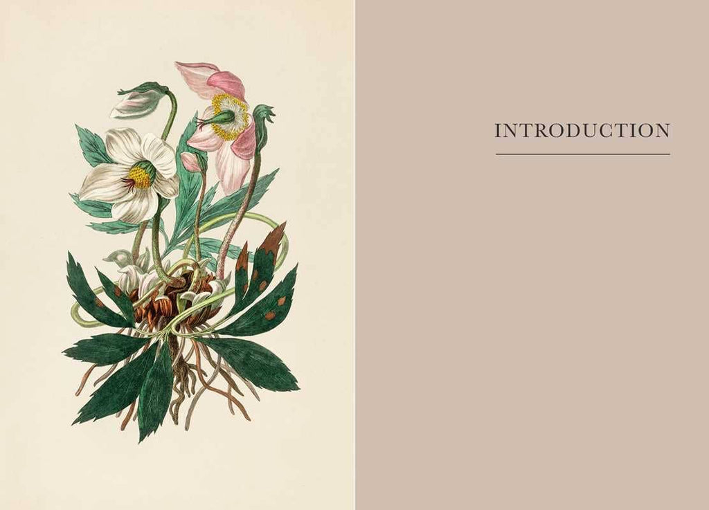 On a beige background, white and pink botanical flowers with green leaves and roots appear beside a taupe INTRODUCTION panel—inviting you to explore A Practical Guide to Magic in Nature by Jessica Lahoud (Simon & Schuster, hardcover, 256 pages).