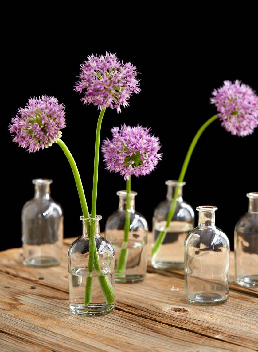 Five Jamali Garden Clear Medicine Bottle Bud Vases are arranged on wood, each filled with water. Three display purple allium flowers with round blooms, strikingly vibrant against a black background—an elegant decor accent.