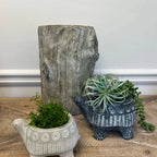Two small Vagabond Vintage cement turtle planters rest on wood. The left is white with moss; the right, the CEMENT TURTLE PLANTER IN BLACK, holds air plants and trailing succulents in front of a rustic tree stump.
