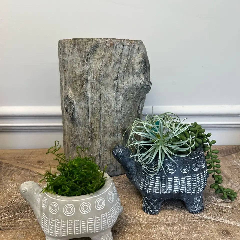 Two small Vagabond Vintage cement turtle planters rest on wood. The left is white with moss; the right, the CEMENT TURTLE PLANTER IN BLACK, holds air plants and trailing succulents in front of a rustic tree stump.
