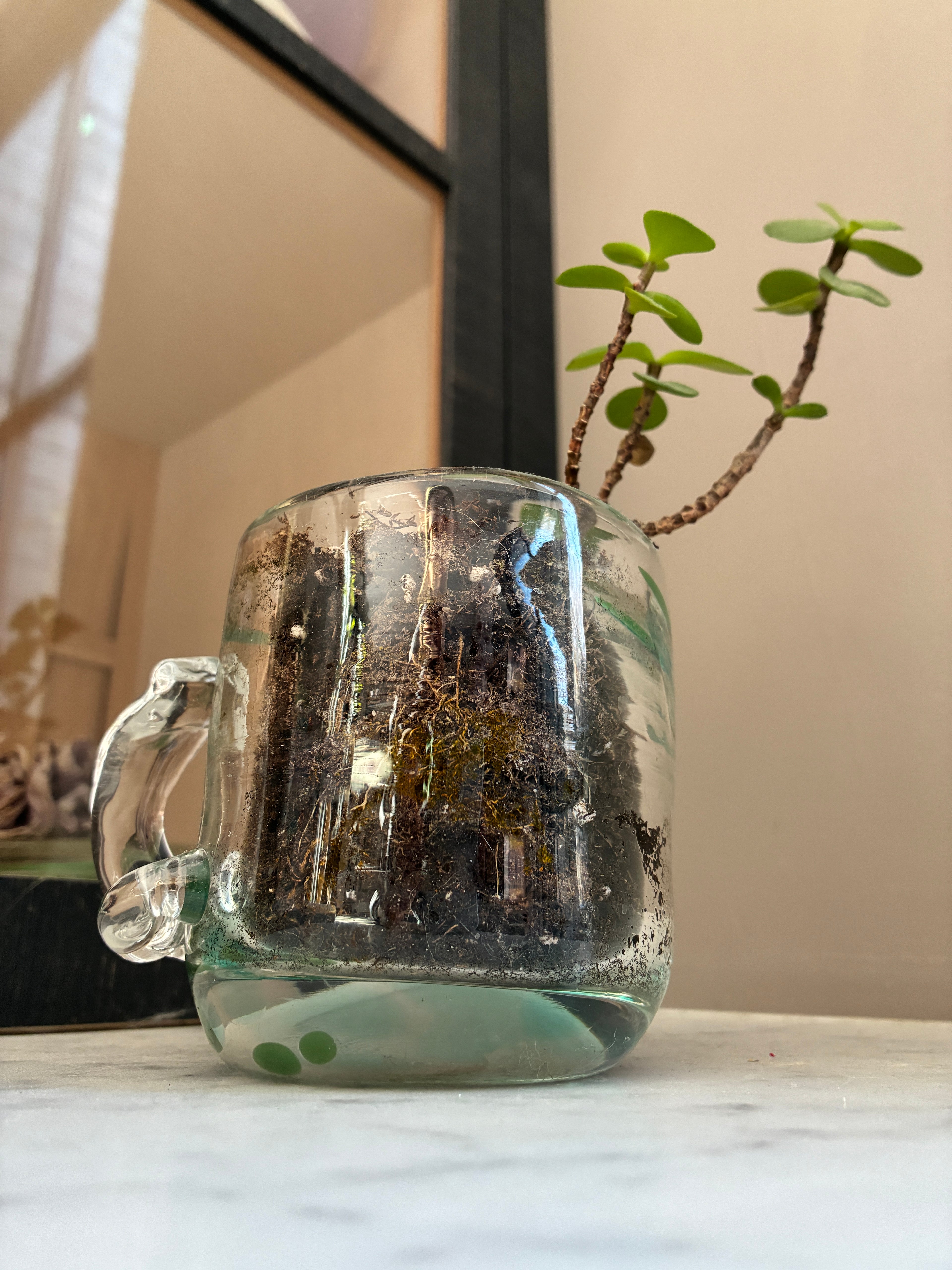 The Sam Lien • Handblown Glass Mug 1 by Thyne Goods, filled with soil and a vibrant succulent, sits on a white surface with a mirrored background, transforming this artisanal mug into a charming and unique planter.