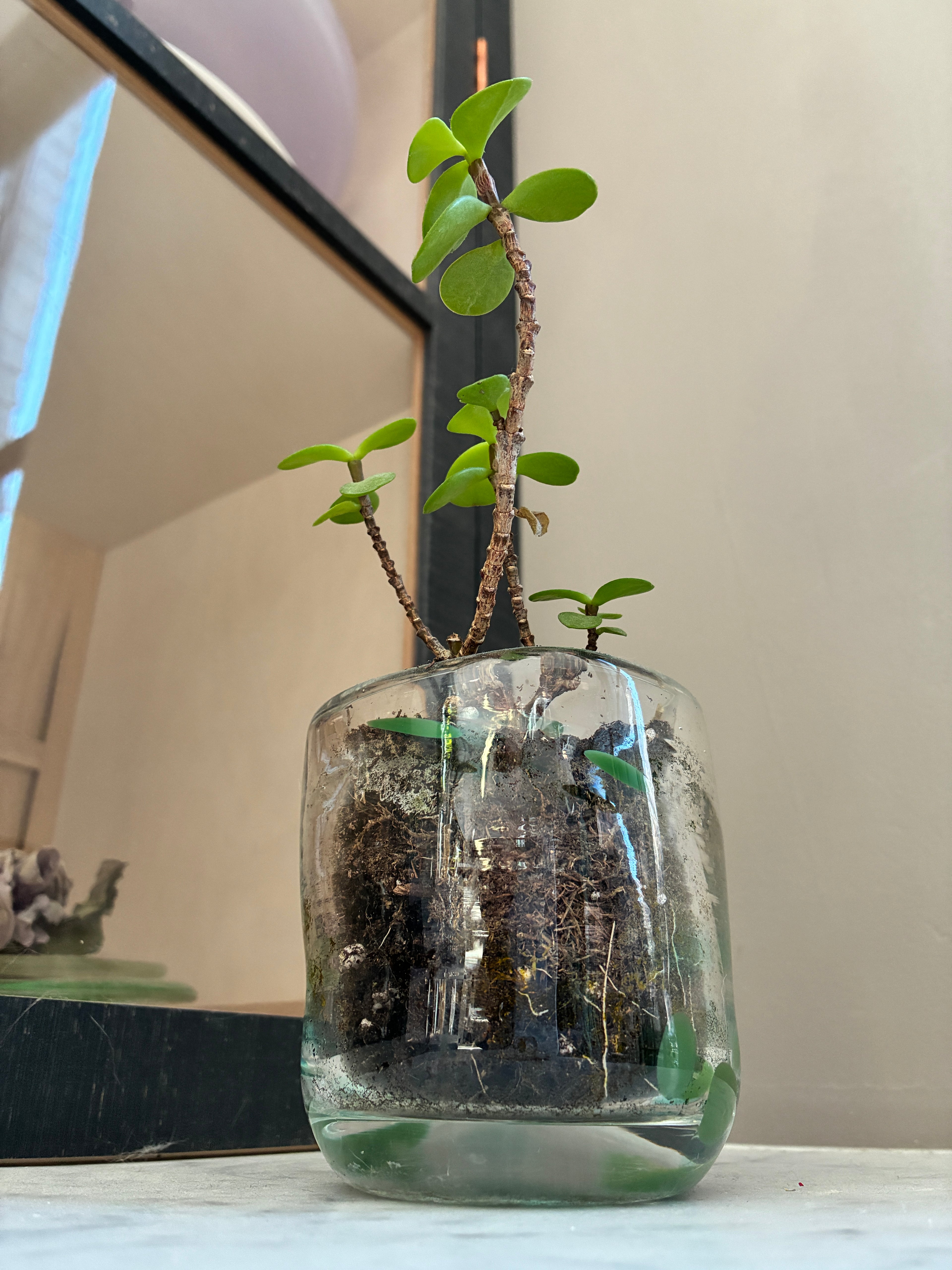 A small green plant with thick leaves grows in a Sam Lien • Handblown Glass Mug 1 by Thyne Goods, filled with soil and exposing its roots. The clear mug sits on a light surface near a mirror and beige wall.