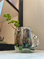 A small green plant grows in the Sam Lien • Handblown Glass Mug 1 by Thyne Goods, filled with soil and moss. This unique succulent planter adds Brooklyn Glass artistry to your space, set against a white surface and light beige wall.