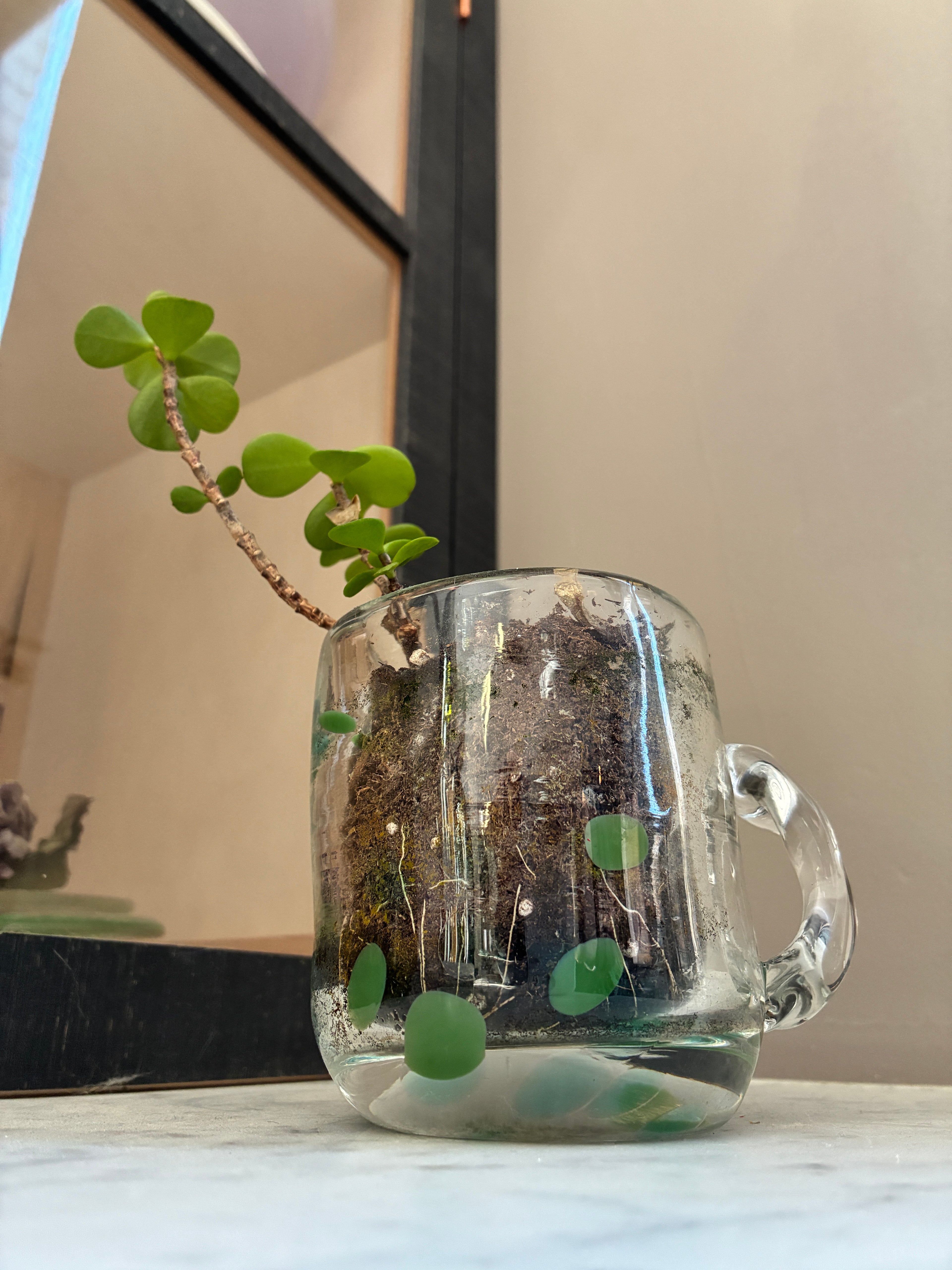 A small green plant grows in the Sam Lien • Handblown Glass Mug 1 by Thyne Goods, filled with soil and moss. This unique succulent planter adds Brooklyn Glass artistry to your space, set against a white surface and light beige wall.
