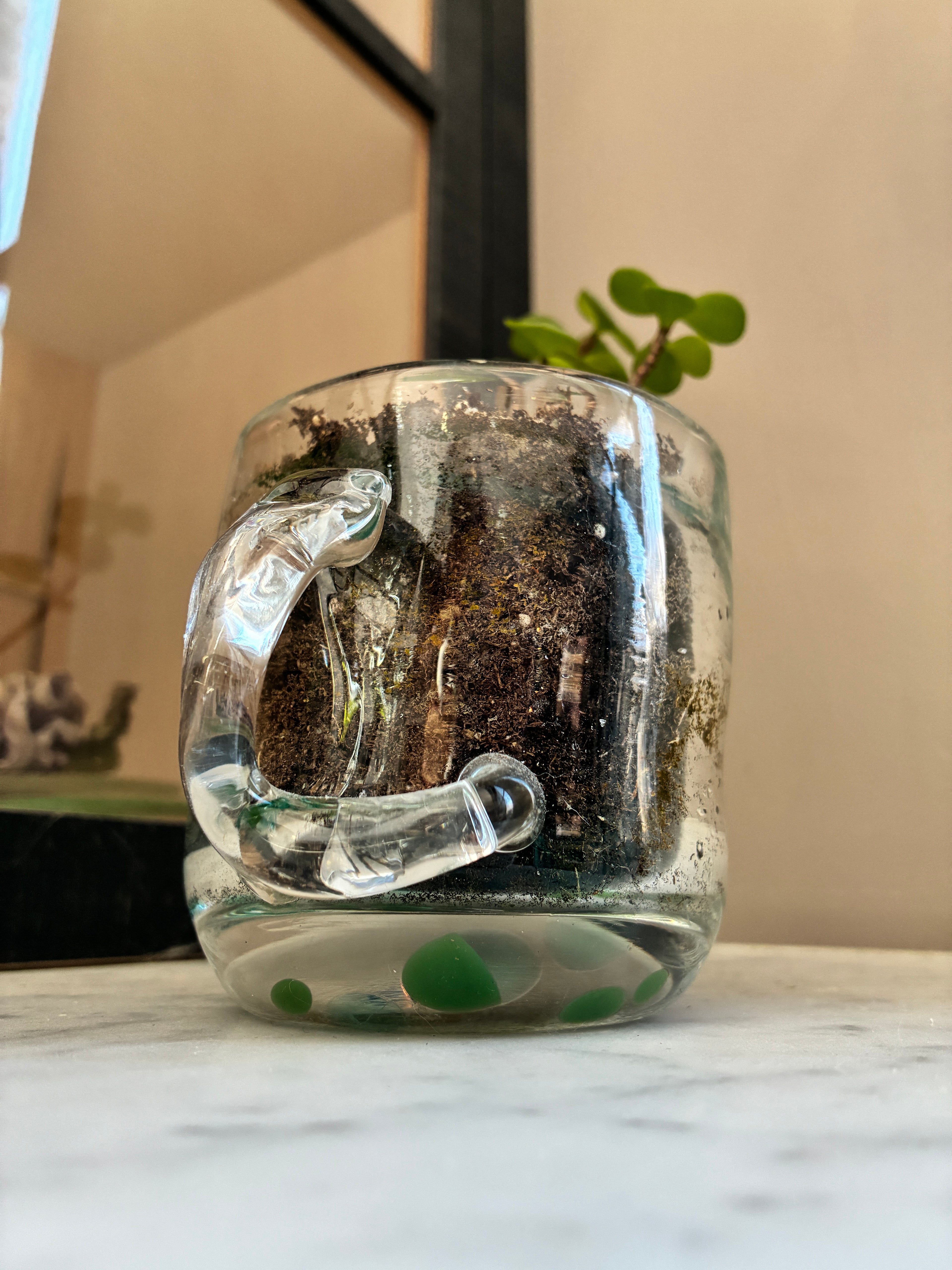 A small plant grows in a Thyne Goods Sam Lien • Handblown Glass Mug 1, filled with soil and water, on a marble surface. The clear handle and green dots add charm, with a blurred window and mirror in the background.