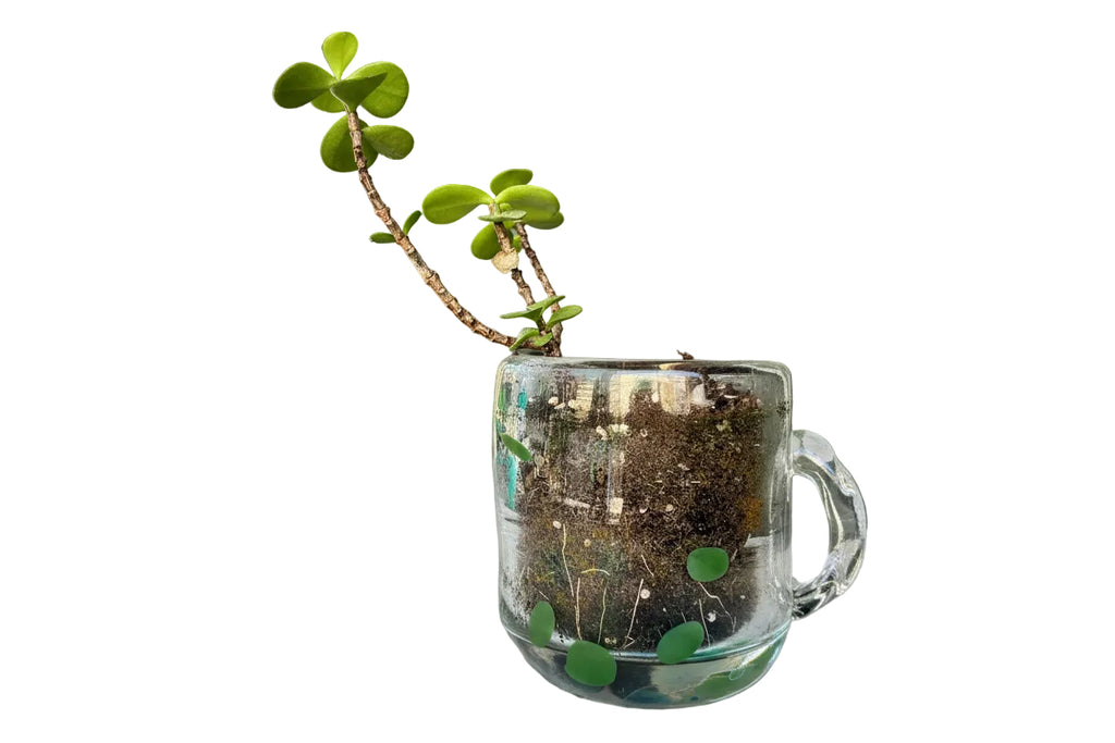 The Thyne Goods Sam Lien • Handblown Glass Mug 1 is filled with soil and a single round-leaved succulent, creating a unique planter displayed on a white background.