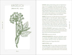 A botanical illustration of the Angelica plant appears on a white background, featured with detailed uses and history in "Complete Folk Herbal" by Rebecca Beyer (Hardcover, 384 pages, English, Simon & Schuster).