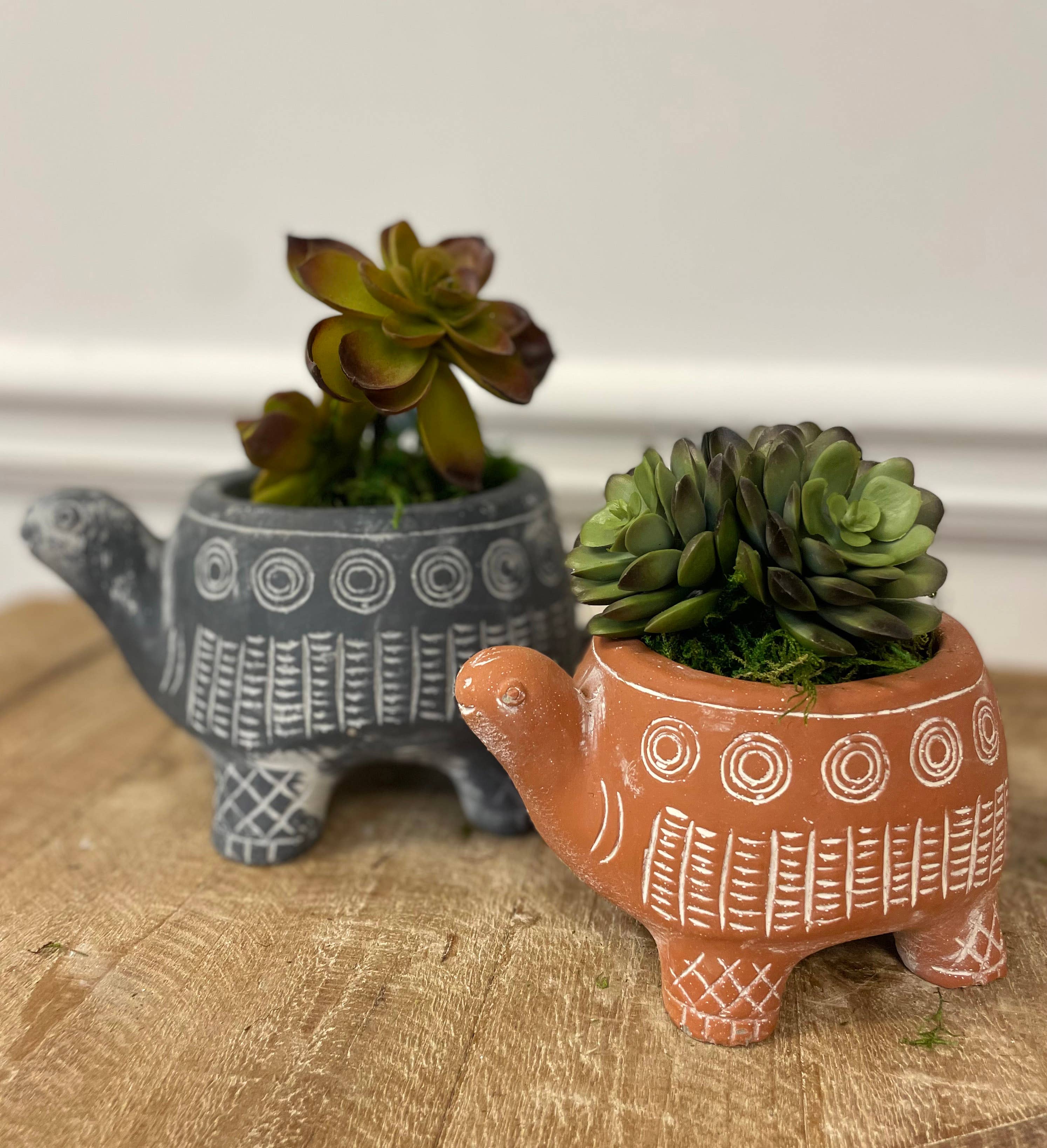 A Vagabond Vintage CEMENT RED TURTLE PLANTER (Large) holds a succulent and sits on a wooden surface against a light background.
