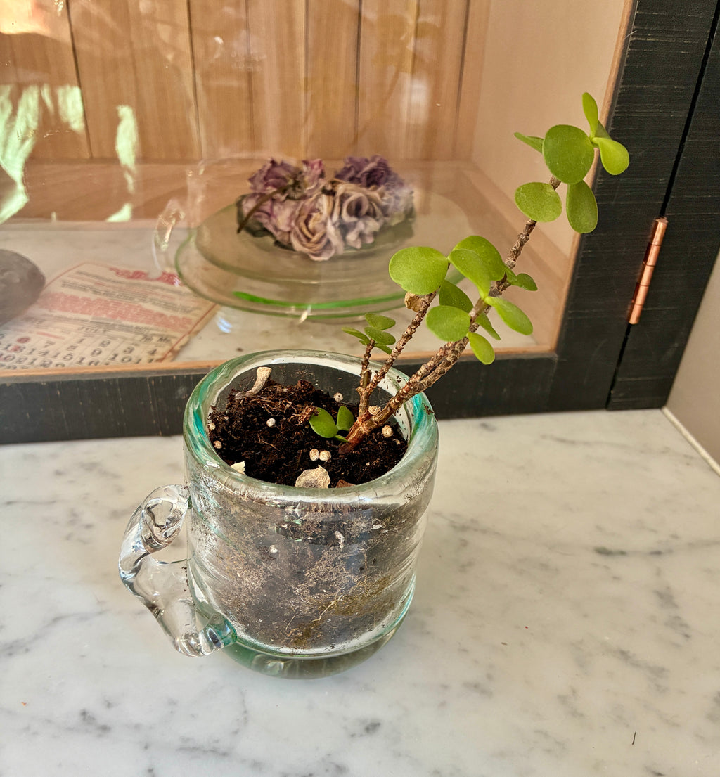 A small jade plant with green oval leaves sits in soil inside the Thyne Goods Sam Lien • Handblown Glass Mug 1 on a marble surface. Dried purple flowers and a calendar page in the background complete this charming succulent planter display.