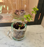 A small jade plant with green oval leaves sits in soil inside the Thyne Goods Sam Lien • Handblown Glass Mug 1 on a marble surface. Dried purple flowers and a calendar page in the background complete this charming succulent planter display.
