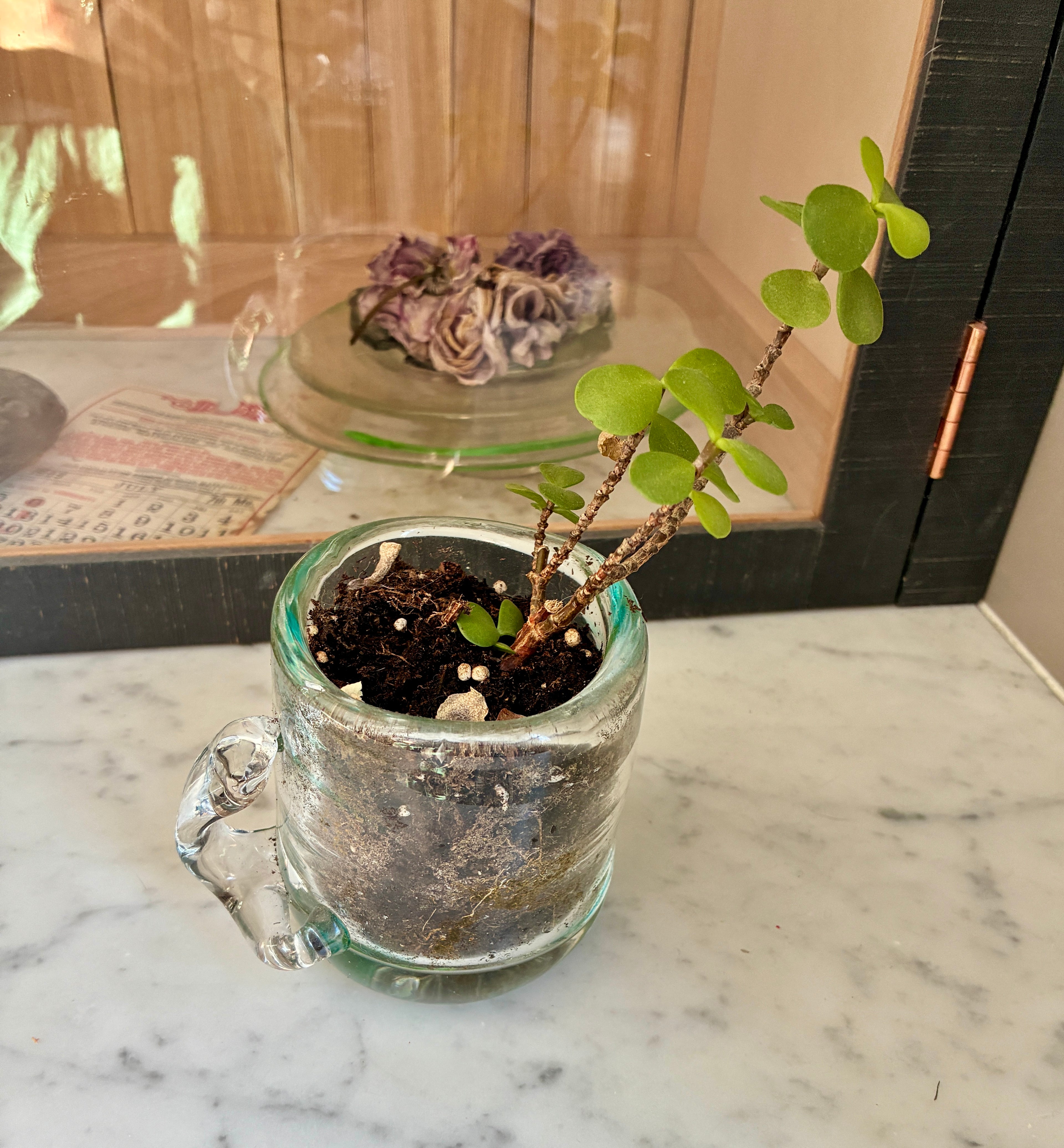 A small jade plant with green oval leaves sits in soil inside the Thyne Goods Sam Lien • Handblown Glass Mug 1 on a marble surface. Dried purple flowers and a calendar page in the background complete this charming succulent planter display.